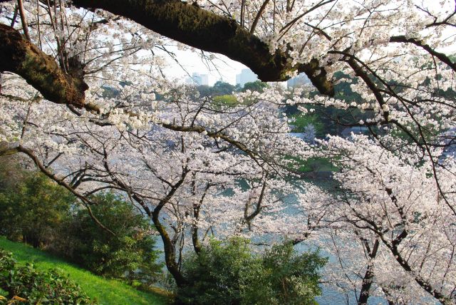 水面が見えないぐらいに目前を覆う桜。