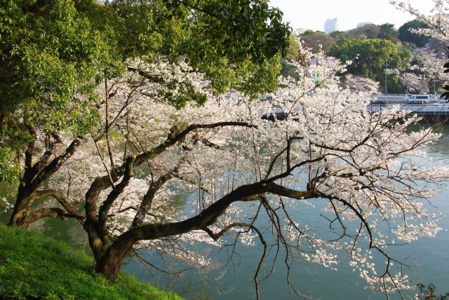 濠へと枝を伸ばす桜の木。