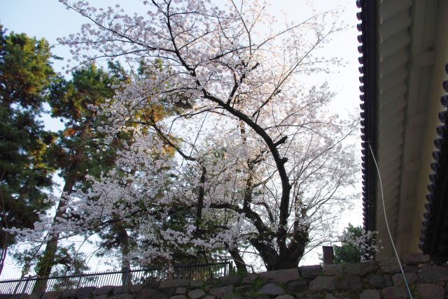 頭上の桜。