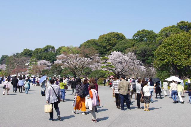 東御苑との間の蓮池濠沿いに桜が現れます。