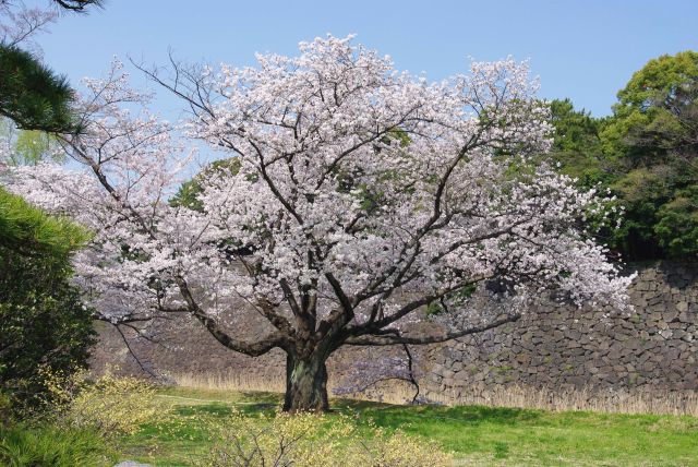 太い幹から枝を広げる。