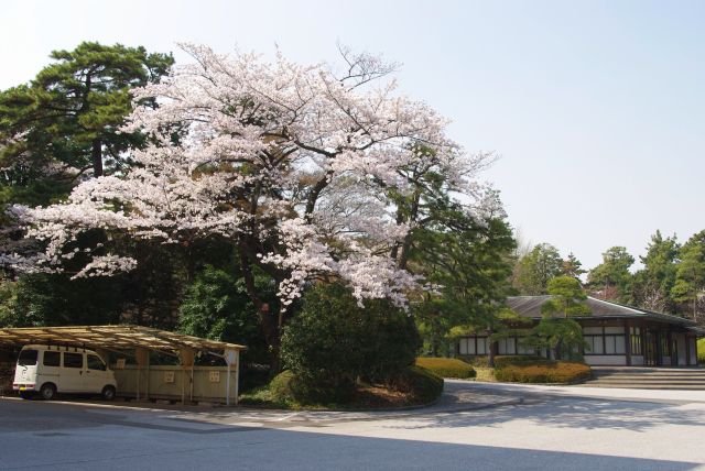 蓮池参集所手前の桜。