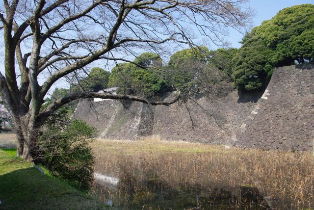 蓮池濠の先、東御苑側は石垣が連なる。