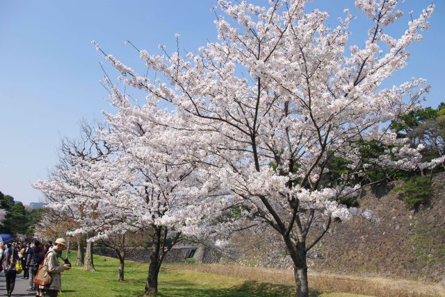 2本の桜の木。