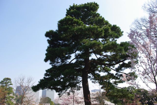 桜以外も様々な植物を楽しめます。