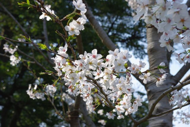 皇居の桜の花びら。