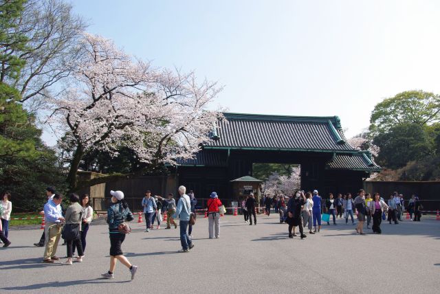 乾門の外へ。沢山の人でしたが貴重な場所の素晴らしい桜と自然を楽しみました。