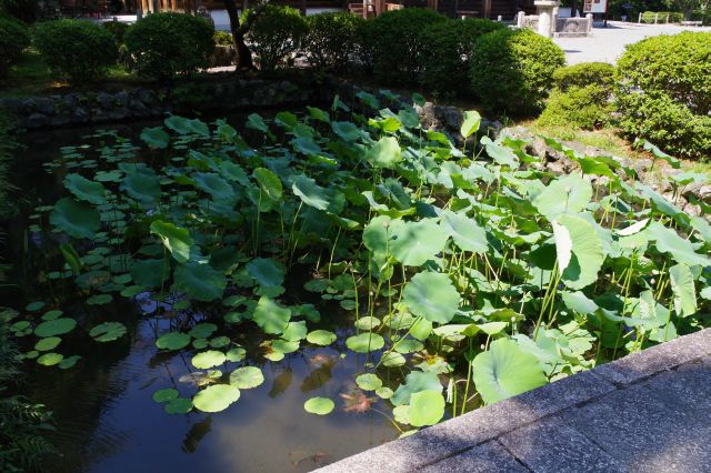 金堂脇の蓮池。近くに芭蕉の句碑があります。