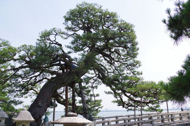 巨大な力強い松の木。