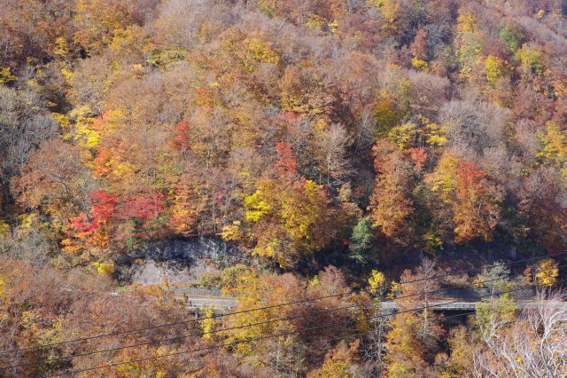 色鮮やかな紅葉がひしめく。