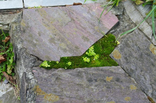 石の間の苔も地面を彩る。