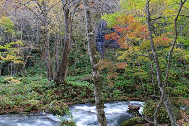 左側に不老の滝。対岸なので少し遠い。