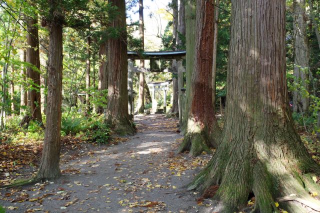 林立する巨木群の足元を進みます。