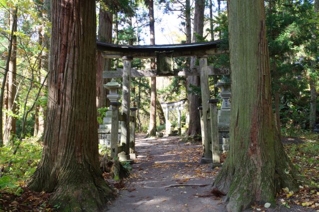 森の中の鳥居。