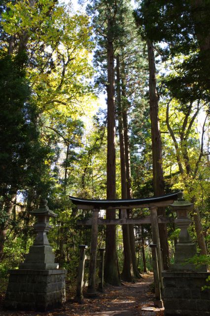 振り返ると巨木な森。