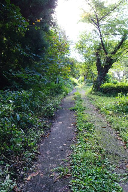 足元は滑りやすく上りづらい。茂みも深まり、この先に本当に何かあるのか。