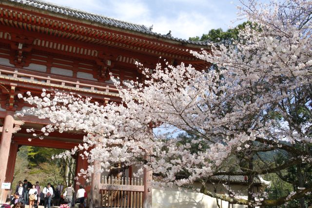 桜と仁王門（西大門）。