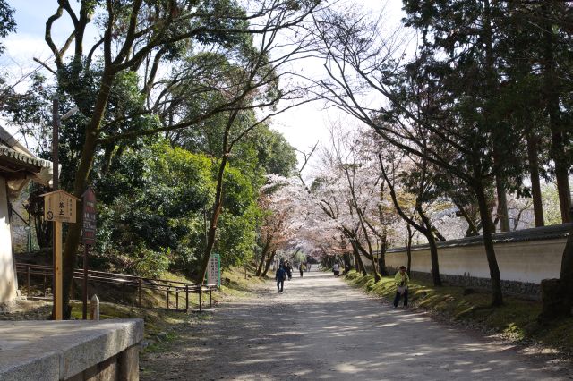 仁王門脇の静かな道も風情。