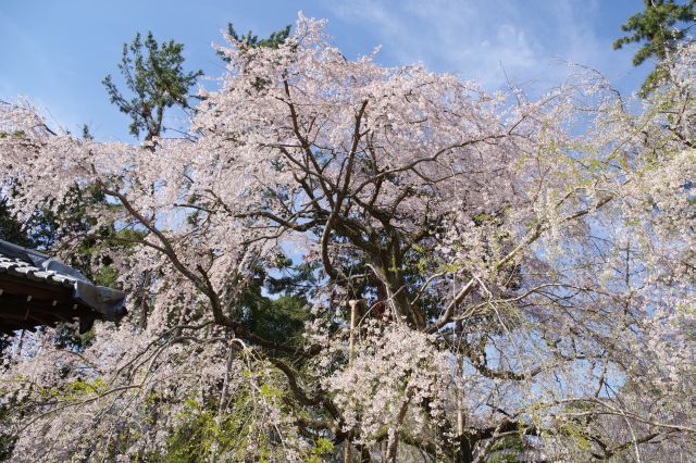 頭上にあふれる桜。