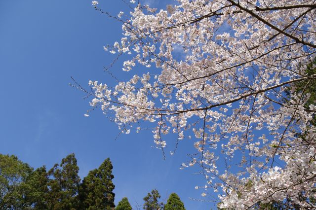 心地よい桜が点在。