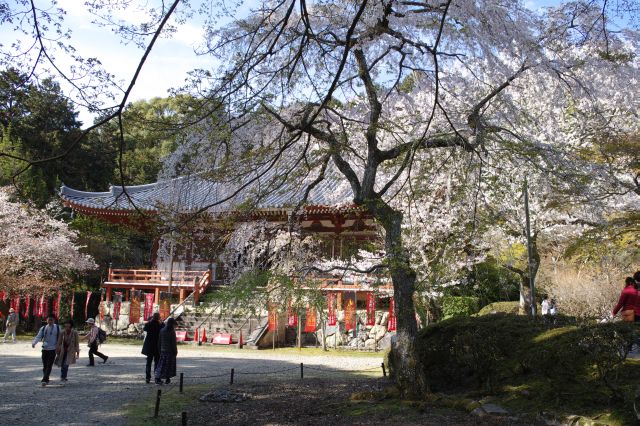 桜であふれる。岩の苔も心地よい。