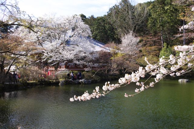 心地よい池と桜。