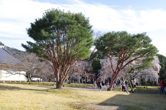 右手奥に桜の木々が見えます。