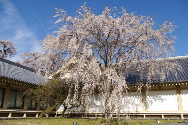 建物前の大きな桜の木も注目を集める。