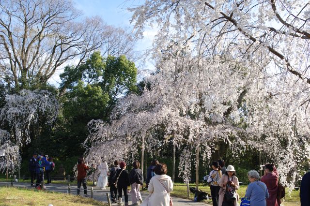 醍醐寺[2]三宝院、霊宝館の桜の写真ページへ