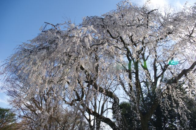 樹齢が長そうな桜の巨木が沢山の桜の花びらを広げます。