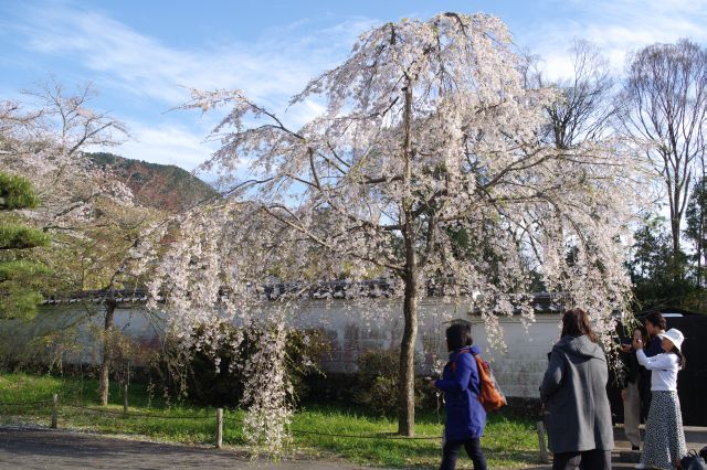 建物の周囲を回り、桜を楽しむ。