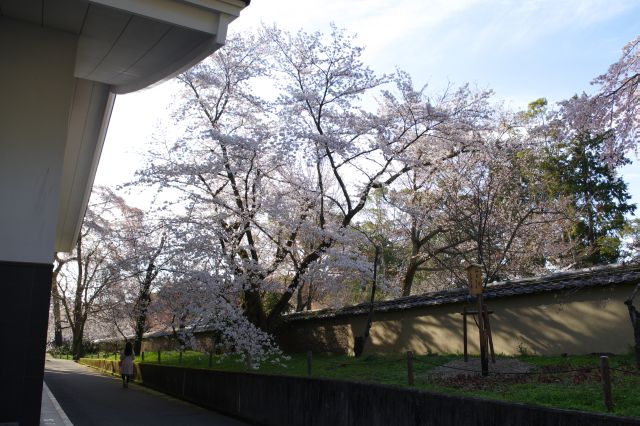 参道側にも大きく枝を伸ばす桜。