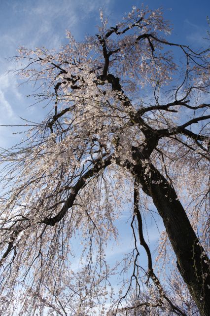 見上げる大きな桜の木。