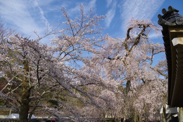 頭上にひしめく桜の花びら。