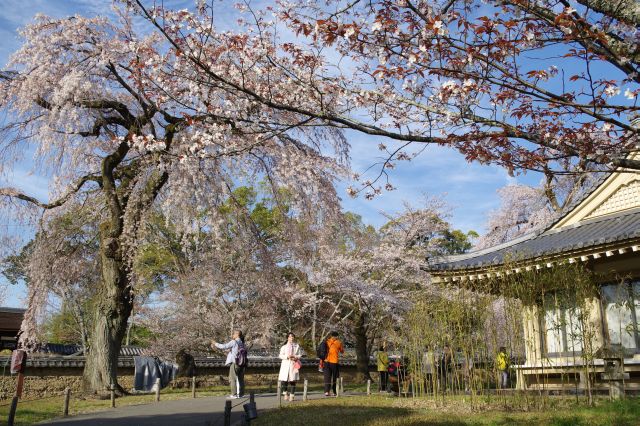 沢山の桜であふれる建物の周囲でした。