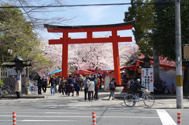 通りからも通りの先にあふれる桜が見えます。