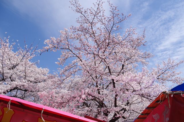 見上げるきれいな桜の木。