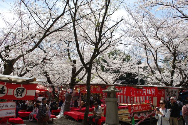 周囲には広大な席。そのすべてを覆う桜。