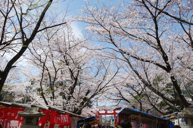 屋台の上の桜のアーチ。