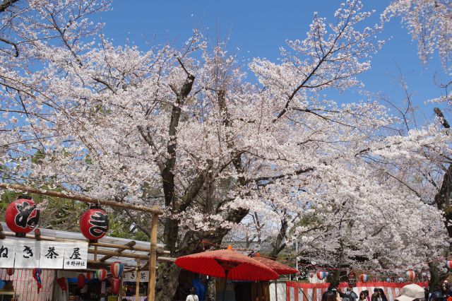 奥の桜の木。