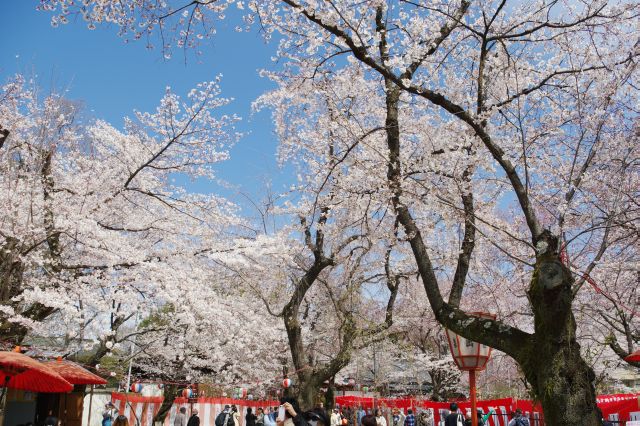 どこまでも桜が続きます。