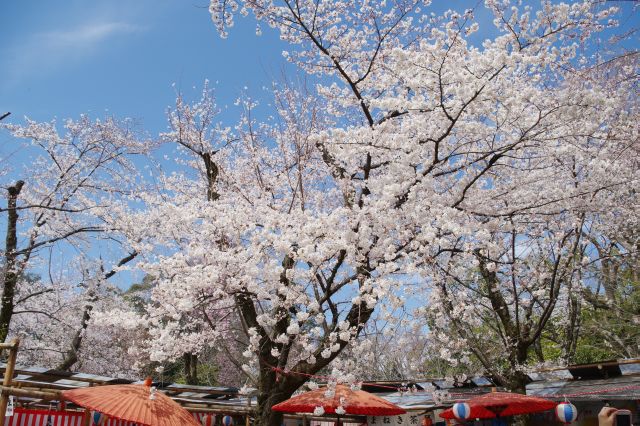 見飽きる事のない桜の木。