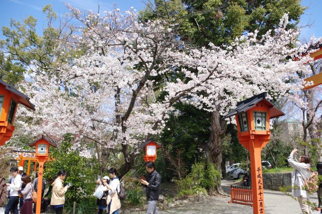 この脇にも桜があります。