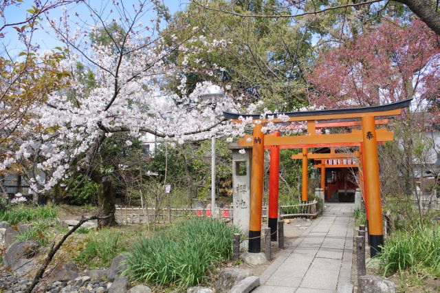 出世導引稲荷神社と桜。