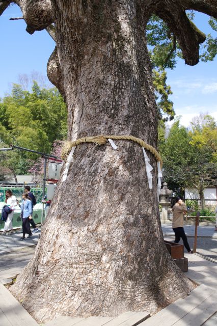 とても太い幹です。