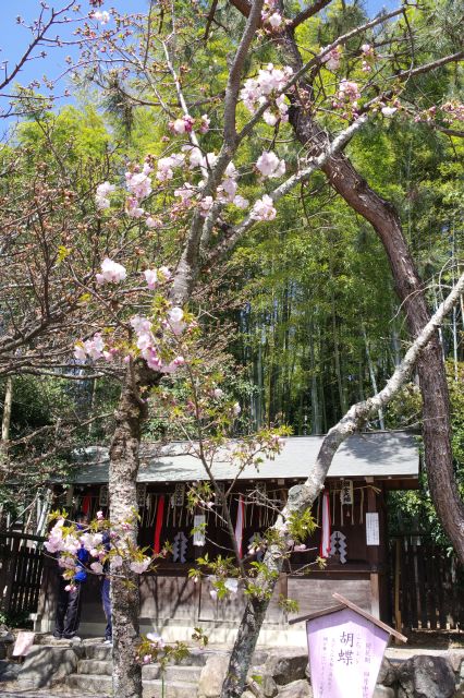 様々な品種の桜があります。