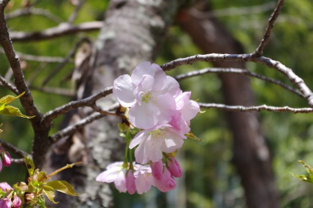 可憐な花びら。