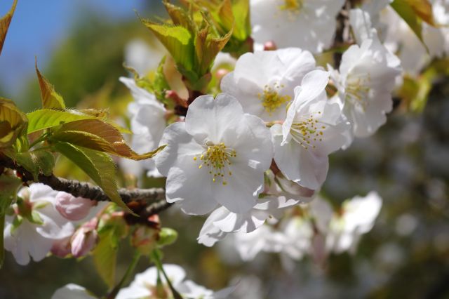 可憐な花びら。