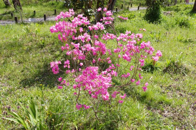 様々な植物とその香りで自然の心地よさを感じる。