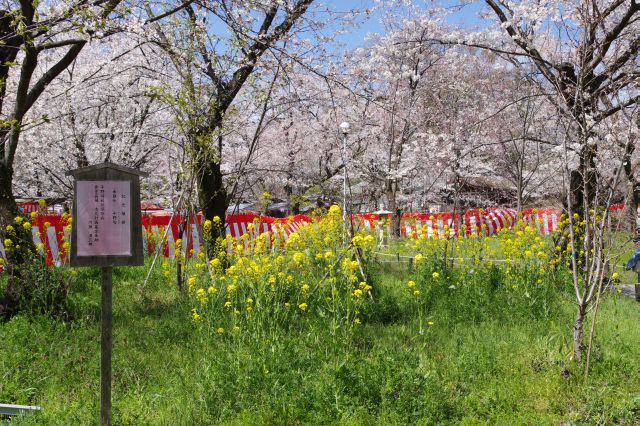 アブラナ等様々な植物の香り。